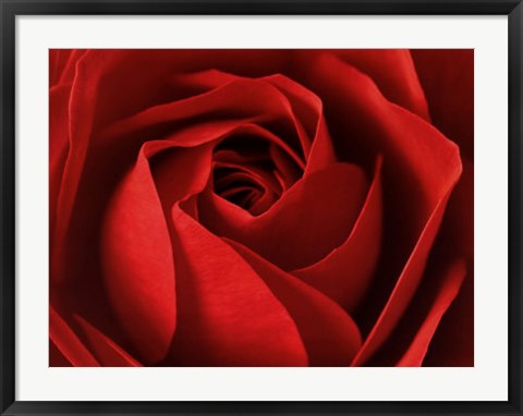 Framed Art L'Important, c'est la Rose by Photography Collection