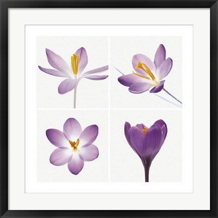Framed Art Four Crocuses by Tim Smith | 23 1/2 x 23 1/2