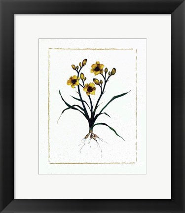 Framed Art Little Paul Daylily by Morgan Kari | 11 3/4 x 9 1/2
