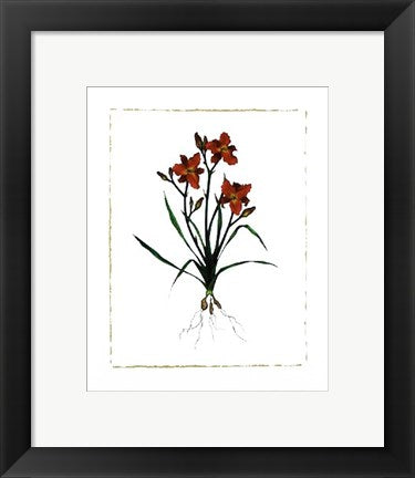 Framed Art Ruby Throat Daylily by Morgan Kari | 11 3/4 x 9 1/2