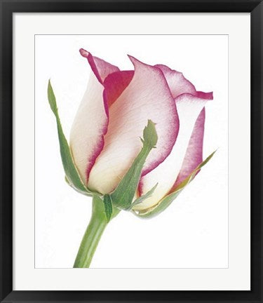 Framed Art Rose in Bloom by Tim Smith | 23 1/2 x 19 3/4