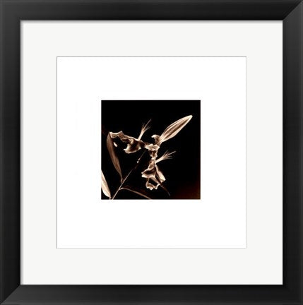 Framed Art Flower Series V by Walter Gritsik | 12 x 12
