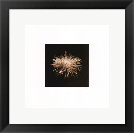 Framed Art Flower Series XI by Walter Gritsik | 12 x 12