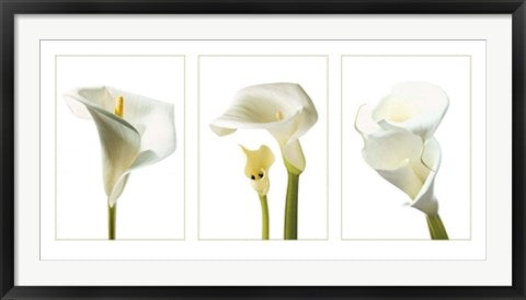 Framed Art Calla Lilies by Photography Collection | 19 3/4 x 39 1/2