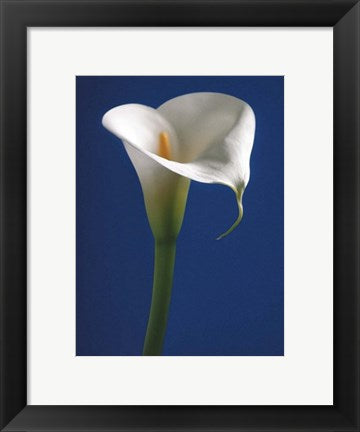 Framed Art Calla on Blue I by Alex Sedgwick | 11 3/4 x 9 1/2