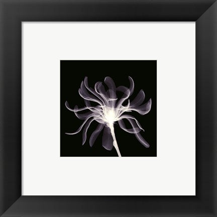 Framed Art White Ribbons 6 x 6