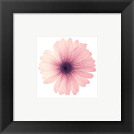 Framed Art Pink Petals 6 x 6