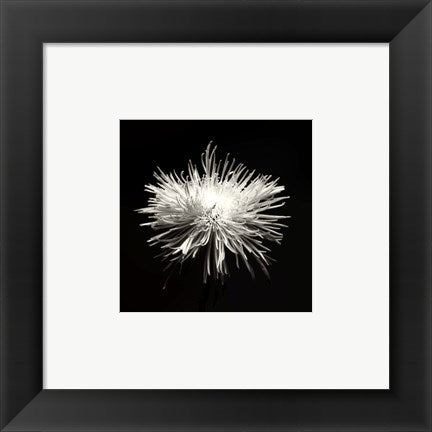 Framed Art Spider Mum, Flower Series I by Walter Gritsik | 6 x 6