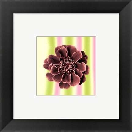 Framed Art Ruffles in Rose 6 x 6