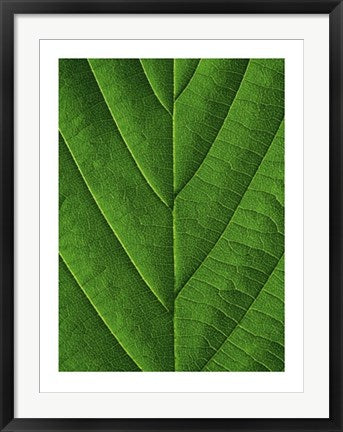Framed Art Verdant Form I by Laurent Bessol | 31 1/2 x 23 1/2