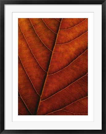 Framed Art Verdant Form II by Photography Collection | 31 1/2 x 23 1/2