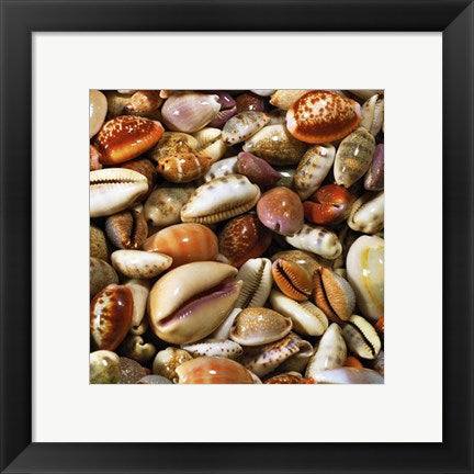 Framed Art Coquillages by Laurent Pinsard | 11 3/4 x 11 3/4