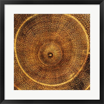 Framed Art Arboreal Rings I by Laurent Pinsard | 19 3/4 x 19 3/4