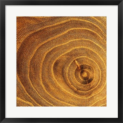 Framed Art Arboreal Rings II by Laurent Pinsard | 19 3/4 x 19 3/4