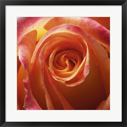 Framed Art Orange Rose by Laurent Pinsard | 19 3/4 x 19 3/4