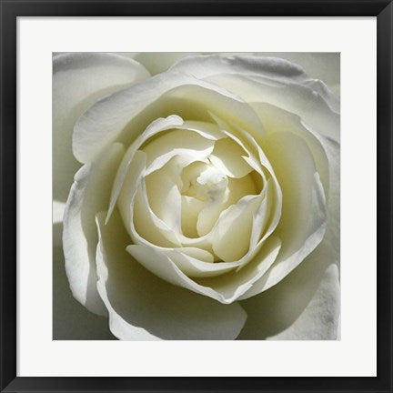 Framed Art White Rose by Laurent Pinsard | 19 3/4 x 19 3/4