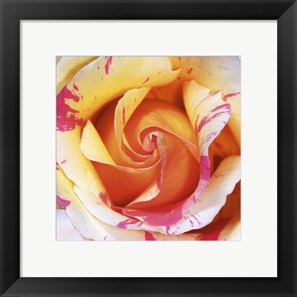 Framed Art White and Purple Rose by Laurent Pinsard | 11 3/4 x 11 3/4