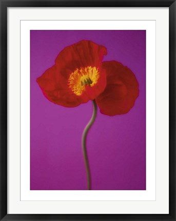 Framed Art Red Poppy by Masao Ota | 31 1/2 x 23 1/2