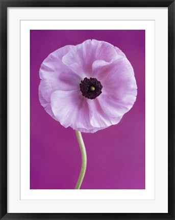 Framed Art White Poppy by Jeanene Scott | 31 1/2 x 23 1/2