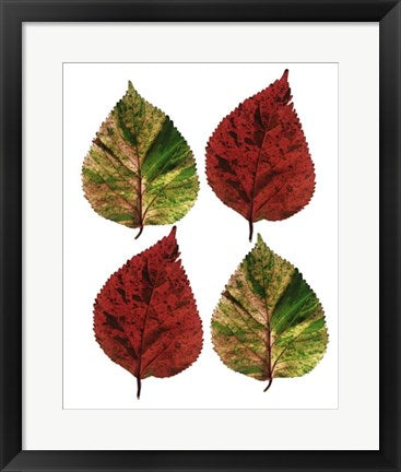 Framed Art Four Leaves I by Tasmin Phoenix | 19 3/4 x 15 3/4