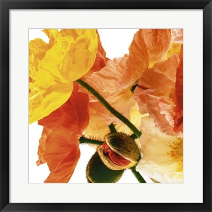 Framed Art Poppies I by Richard Weinstein | 19 3/4 x 19 3/4