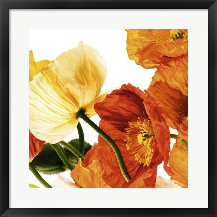Framed Art Poppies III by Richard Weinstein | 19 3/4 x 19 3/4