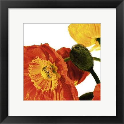 Framed Art Poppies IV by Richard Weinstein | 11 3/4 x 11 3/4