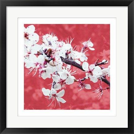 Framed Art Blossom in Pink by Gail McKenzie | 19 3/4 x 19 3/4