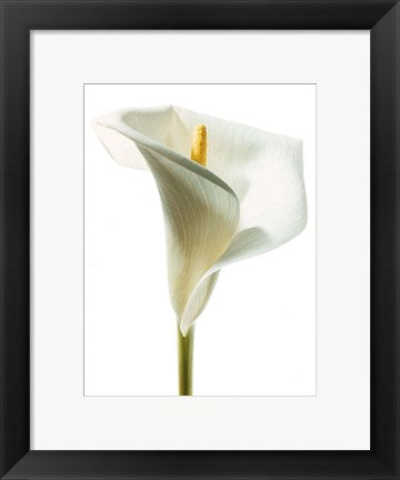 Framed Art Lily in Bloom I by Photography Collection | 11 3/4 x 9 1/2