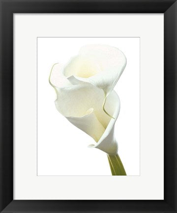 Framed Art Lily in Bloom II by Photography Collection | 11 3/4 x 9 1/2