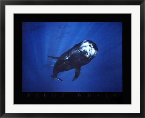 Framed Art Pilot Whale by Bob Talbot | 24 x 31