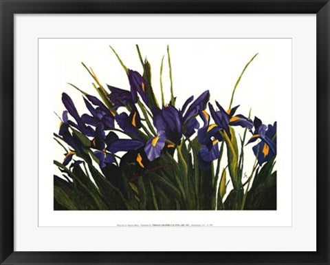 Framed Art Wild Iris by Sharon Mack | 18 x 24