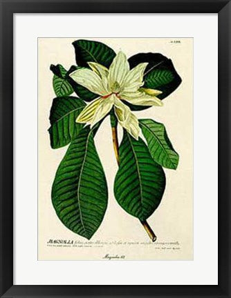 Framed Art Magnolia #62 by Christoph Jacob Trew | 25 x 20