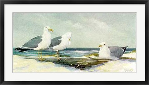 Framed Art Resting Gulls by Jacqueline Penney | 20 1/2 x 35