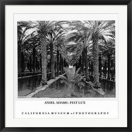 Framed Art Palm Grove, 1966 by Ansel Adams | 25 x 28