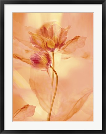 Framed Art Transparence VII by Robin | 31 1/2 x 23 1/2