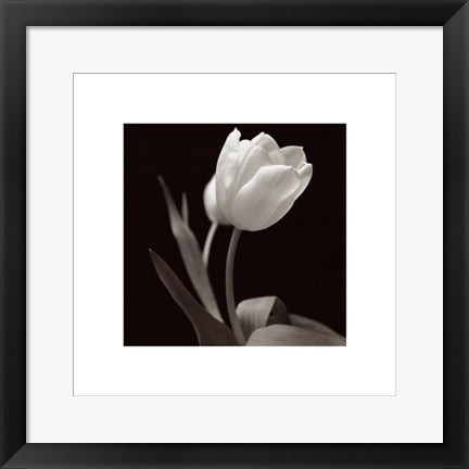 Framed Art Tulip by Brian David Stevens | 15 3/4 x 15 3/4