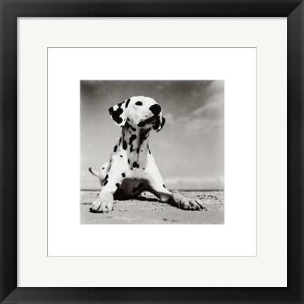 Framed Art Dalmation Puppy by Birgit Utech | 15 3/4 x 15 3/4