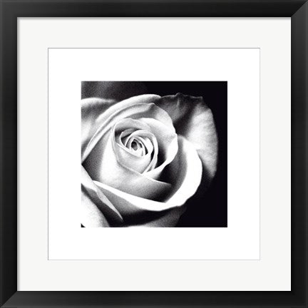 Framed Art White Rose by Michael Banks | 15 ¾ x 15 ¾