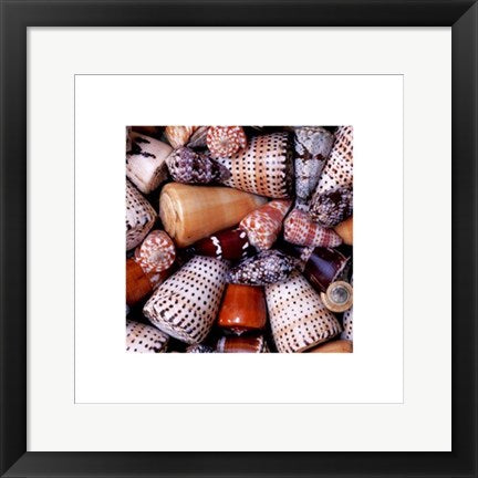 Framed Art Cone Shells by Chris Hellier | 15 3/4 x 15 3/4
