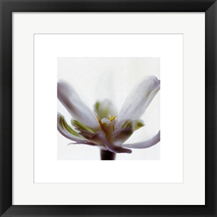 Framed Art White Flower by Jan Holland | 15 3/4 x 15 3/4
