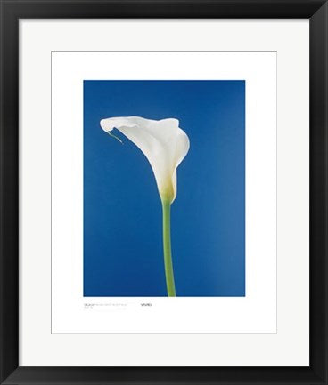 Framed Art Cala Lily, Nature's White on Deep Blue by Masao Ota