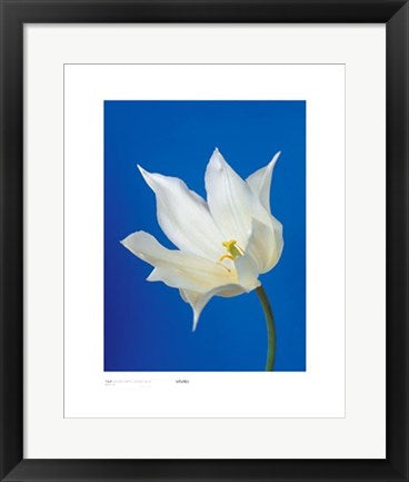 Framed Art Tulip, Nature's White on Deep Blue by Masao Ota | 19 3/4 x 15 3/4 A...