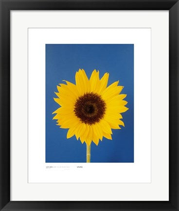 Framed Art Sunflower, Burnt Yellow on Deep Blue by Masao Ota | 19 3/4 x 15 3/4...