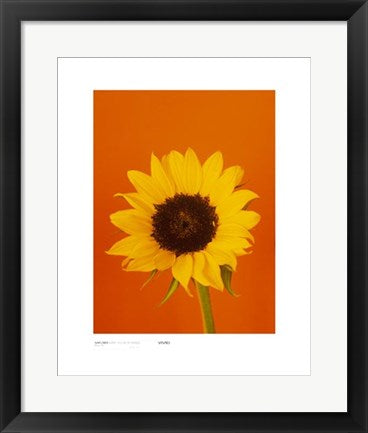 Framed Art Sunflower, Burnt Yellow on Orange by Masao Ota | 19 3/4 x 15 3/4 Ar...