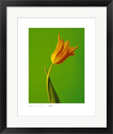 Framed Art Tulip, Sunburnt Yellow on Bright Green by Masao Ota