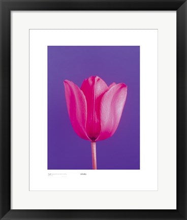 Framed Art Tulip, Magenta on Deep Purple by Masao Ota | 19 3/4 x 15 3/4