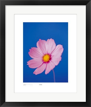 Framed Art Cosmos, Mauve on Reflex Blue by Masao Ota | 19 3/4 x 15 3/4