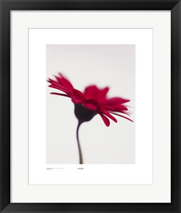 Framed Art Gerbera, Bright Red on White by Michael Banks | 19 3/4 x 15 3/4 Art...