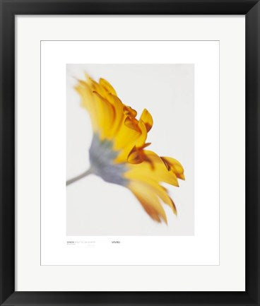 Framed Art Gerbera, Bright Yellow on White by Michael Banks | 19 3/4 x 15 3/4 ...